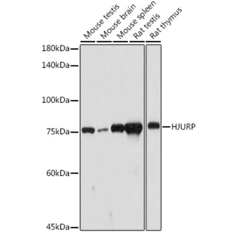 Western Blot - Anti-HJURP Antibody (A307502) - Antibodies.com