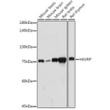 Western Blot - Anti-HJURP Antibody (A307502) - Antibodies.com