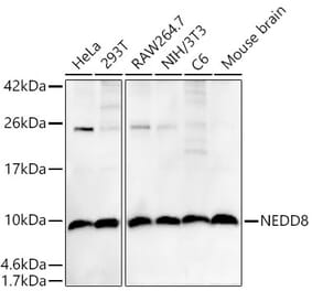 Western Blot - Anti-NEDD8 Antibody [ARC58460] (A307503) - Antibodies.com