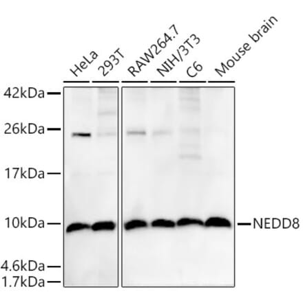 Western Blot - Anti-NEDD8 Antibody [ARC58460] (A307503) - Antibodies.com