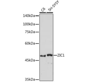 Western Blot - Anti-Zic1 Antibody [ARC2173] (A307506) - Antibodies.com