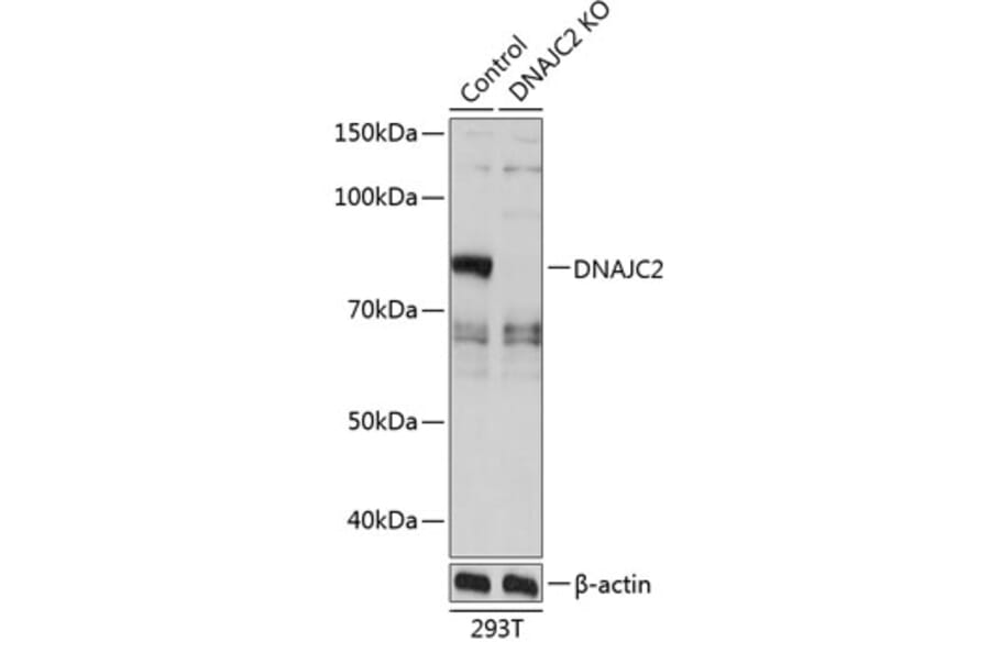 Western Blot - Anti-DNAJC2 / ZRF1 Antibody (A307507) - Antibodies.com