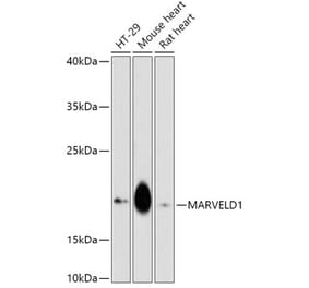 Western Blot - Anti-MARVELD1 Antibody (A307512) - Antibodies.com