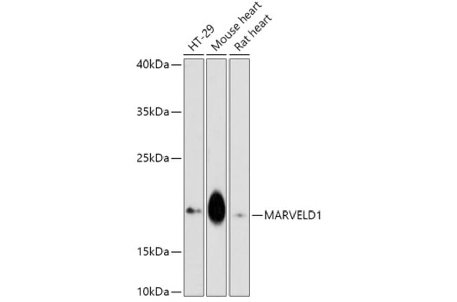Western Blot - Anti-MARVELD1 Antibody (A307512) - Antibodies.com