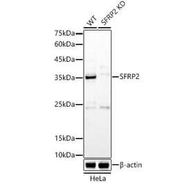 Western Blot - Anti-SFRP2 Antibody (A307514) - Antibodies.com