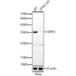 Western Blot - Anti-SFRP2 Antibody (A307514) - Antibodies.com