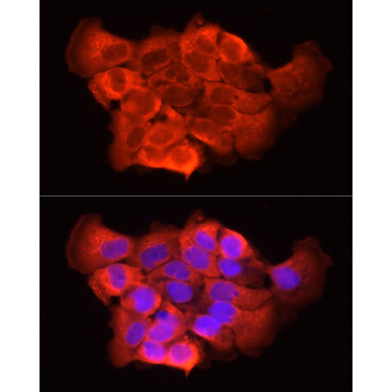 Immunofluorescence - Anti-SFRP2 Antibody (A307514) - Antibodies.com