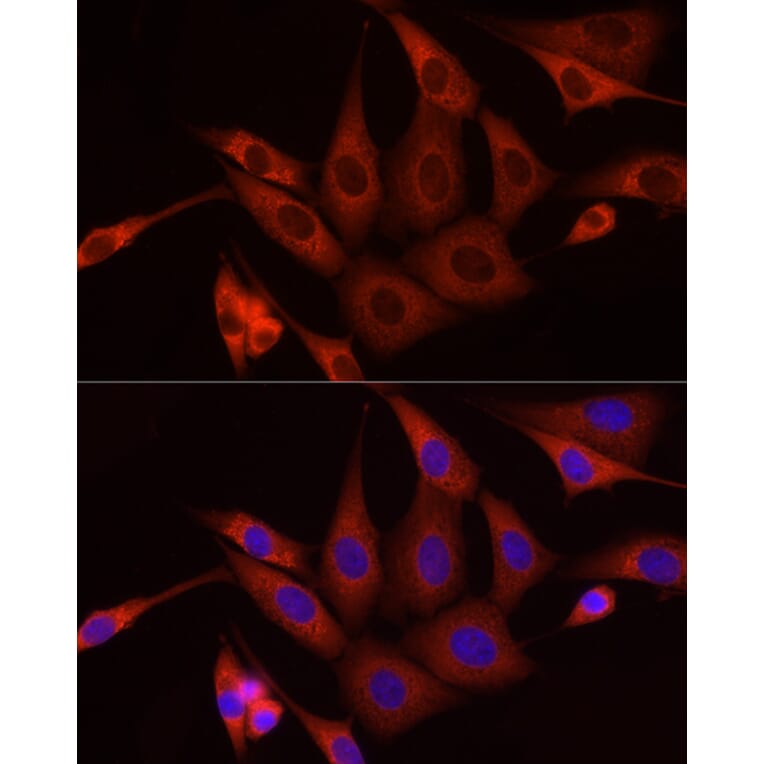 Immunofluorescence - Anti-SFRP2 Antibody (A307514) - Antibodies.com