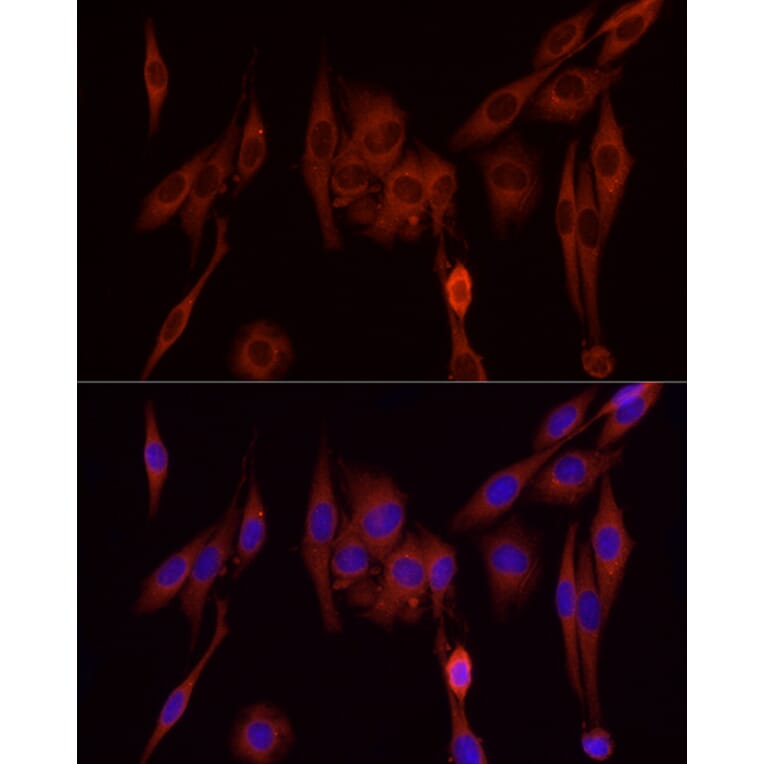 Immunofluorescence - Anti-SFRP2 Antibody (A307514) - Antibodies.com