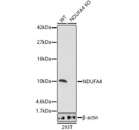 Western Blot - Anti-NDUFA4 Antibody (A307518) - Antibodies.com