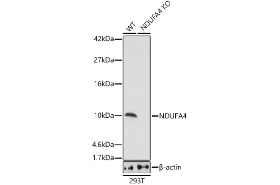 Western Blot - Anti-NDUFA4 Antibody (A307518) - Antibodies.com