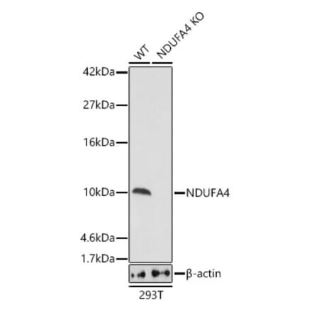 Western Blot - Anti-NDUFA4 Antibody (A307518) - Antibodies.com