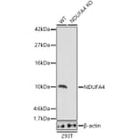 Western Blot - Anti-NDUFA4 Antibody (A307518) - Antibodies.com