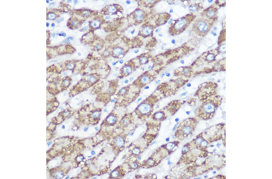 Immunohistochemistry - Anti-NDUFA4 Antibody (A307518) - Antibodies.com