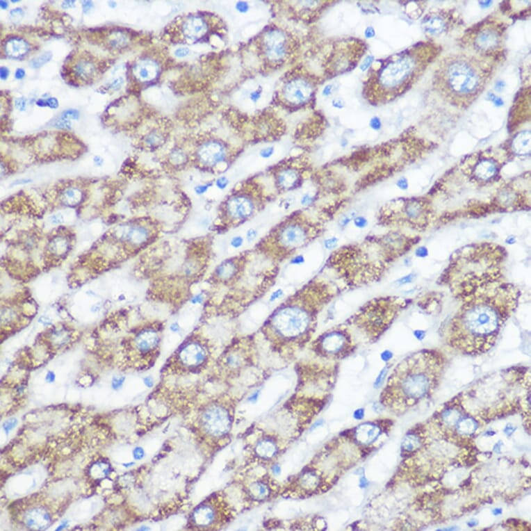 Immunohistochemistry - Anti-NDUFA4 Antibody (A307518) - Antibodies.com