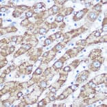 Immunohistochemistry - Anti-NDUFA4 Antibody (A307518) - Antibodies.com