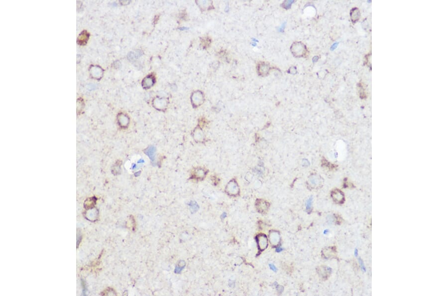 Immunohistochemistry - Anti-NDUFA4 Antibody (A307518) - Antibodies.com