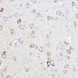 Immunohistochemistry - Anti-NDUFA4 Antibody (A307518) - Antibodies.com