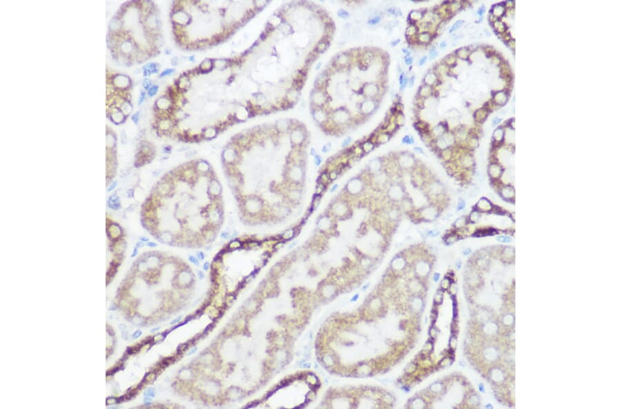 Immunohistochemistry - Anti-NDUFA4 Antibody (A307518) - Antibodies.com