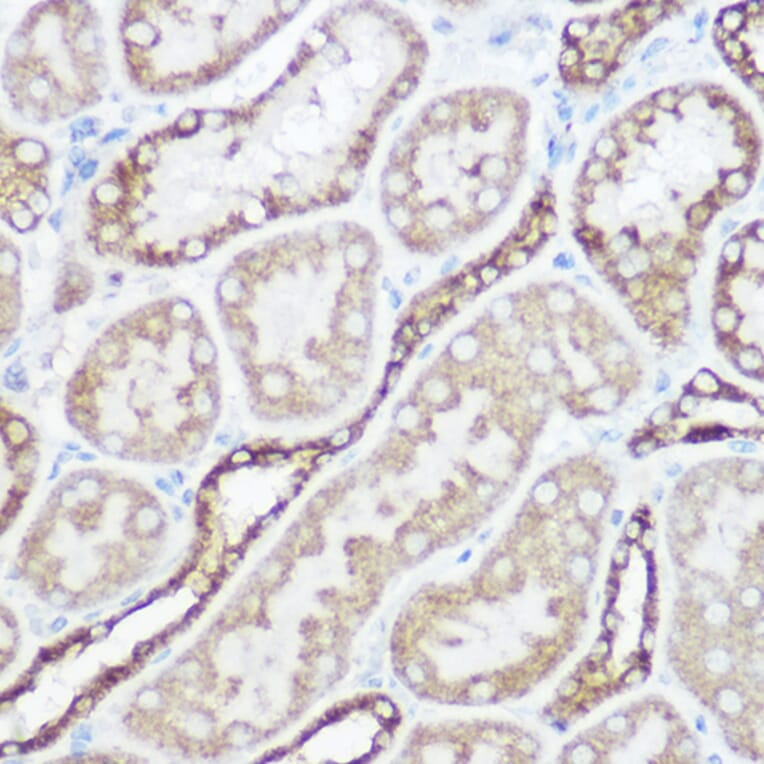 Immunohistochemistry - Anti-NDUFA4 Antibody (A307518) - Antibodies.com