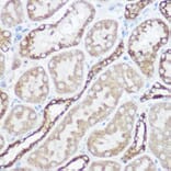 Immunohistochemistry - Anti-NDUFA4 Antibody (A307518) - Antibodies.com