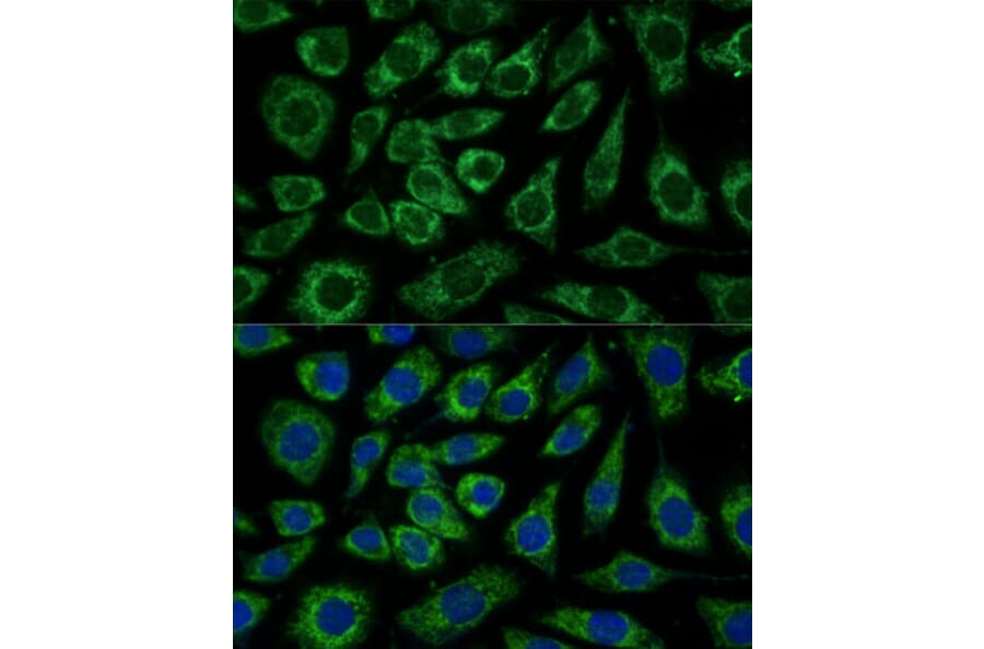 Immunofluorescence - Anti-NDUFA4 Antibody (A307518) - Antibodies.com