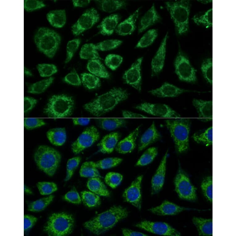 Immunofluorescence - Anti-NDUFA4 Antibody (A307518) - Antibodies.com