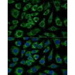 Immunofluorescence - Anti-NDUFA4 Antibody (A307518) - Antibodies.com