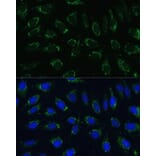 Immunofluorescence - Anti-NDUFA4 Antibody (A307518) - Antibodies.com