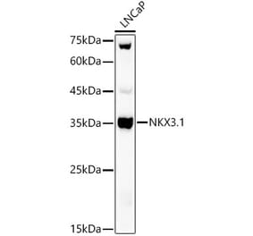 Western Blot - Anti-Nkx3.1 Antibody (A307522) - Antibodies.com