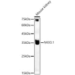 Western Blot - Anti-Nkx3.1 Antibody (A307522) - Antibodies.com
