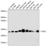 Western Blot - Anti-SOD2/MnSOD Antibody [ARC0055] (A307524) - Antibodies.com