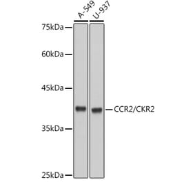 Western Blot - Anti-CCR2 Antibody [ARC2585] (A307525) - Antibodies.com