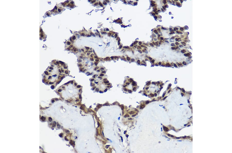Immunohistochemistry - Anti-Cystatin-B Antibody (A307532) - Antibodies.com