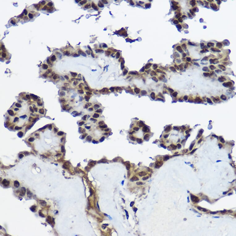 Immunohistochemistry - Anti-Cystatin-B Antibody (A307532) - Antibodies.com