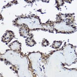 Immunohistochemistry - Anti-Cystatin-B Antibody (A307532) - Antibodies.com