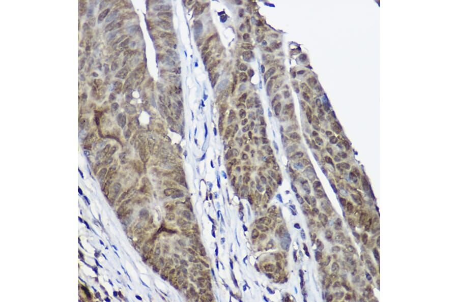 Immunohistochemistry - Anti-Cystatin-B Antibody (A307532) - Antibodies.com