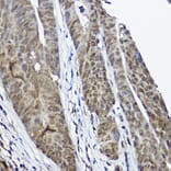 Immunohistochemistry - Anti-Cystatin-B Antibody (A307532) - Antibodies.com