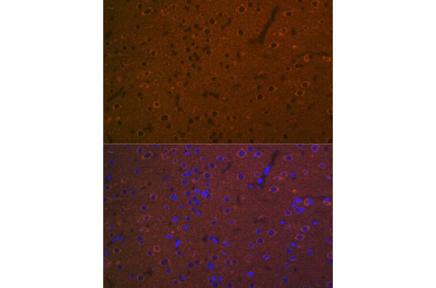 Immunofluorescence - Anti-5HT7 Receptor Antibody [ARC2238] (A307535) - Antibodies.com