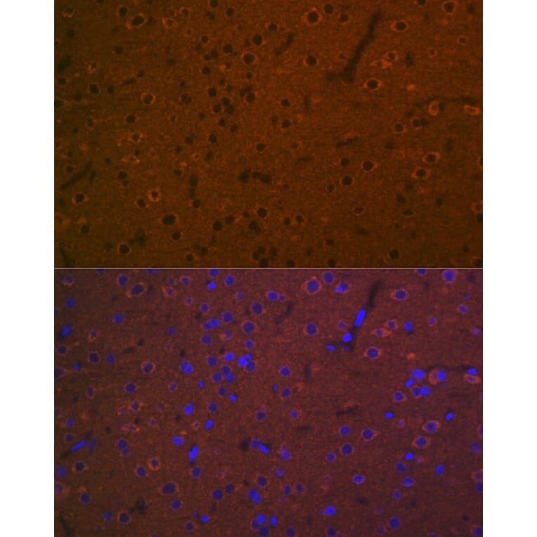 Immunofluorescence - Anti-5HT7 Receptor Antibody [ARC2238] (A307535) - Antibodies.com