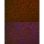 Immunofluorescence - Anti-5HT7 Receptor Antibody [ARC2238] (A307535) - Antibodies.com