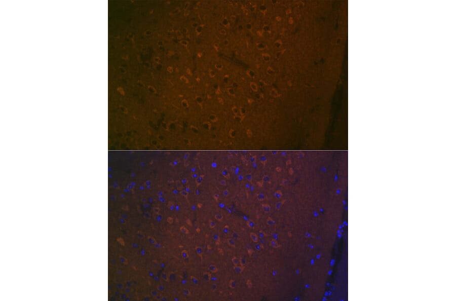 Immunofluorescence - Anti-5HT7 Receptor Antibody [ARC2238] (A307535) - Antibodies.com