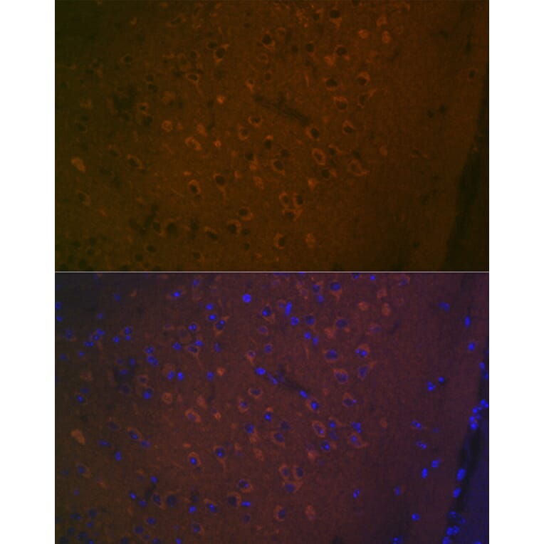 Immunofluorescence - Anti-5HT7 Receptor Antibody [ARC2238] (A307535) - Antibodies.com