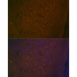 Immunofluorescence - Anti-5HT7 Receptor Antibody [ARC2238] (A307535) - Antibodies.com