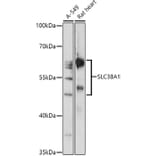 Western Blot - Anti-SLC38A1/NAT2 Antibody (A307537) - Antibodies.com