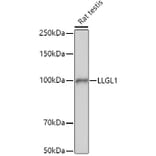 Western Blot - Anti-LLGL1 Antibody (A307538) - Antibodies.com