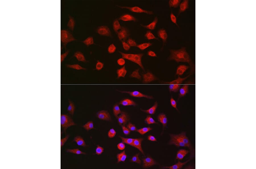 Immunofluorescence - Anti-LLGL1 Antibody (A307538) - Antibodies.com