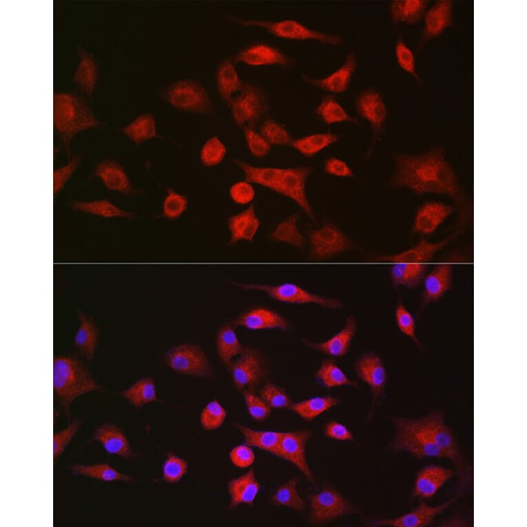 Immunofluorescence - Anti-LLGL1 Antibody (A307538) - Antibodies.com