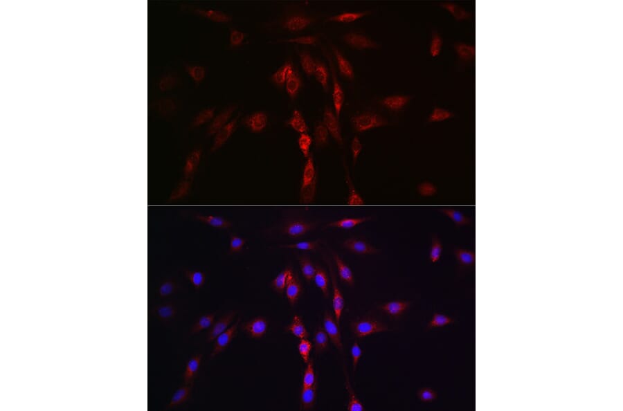 Immunofluorescence - Anti-LLGL1 Antibody (A307538) - Antibodies.com