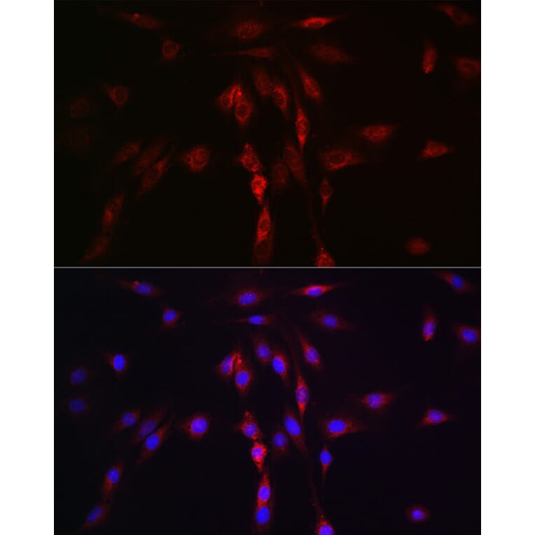 Immunofluorescence - Anti-LLGL1 Antibody (A307538) - Antibodies.com